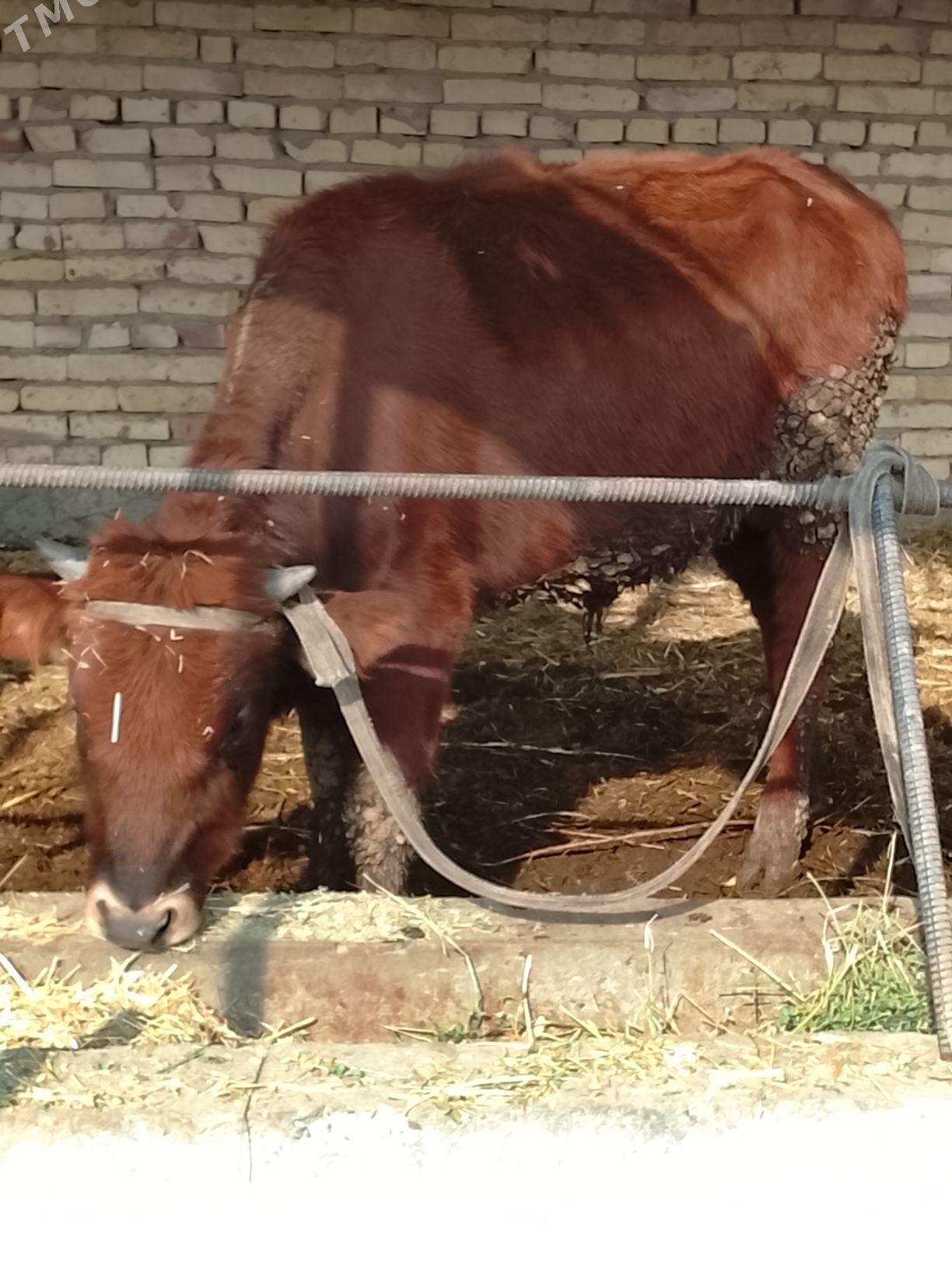 okuzler - Dänew - img 6