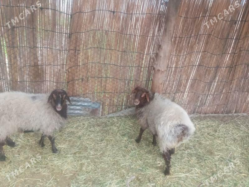 Goýun - Мары - img 4