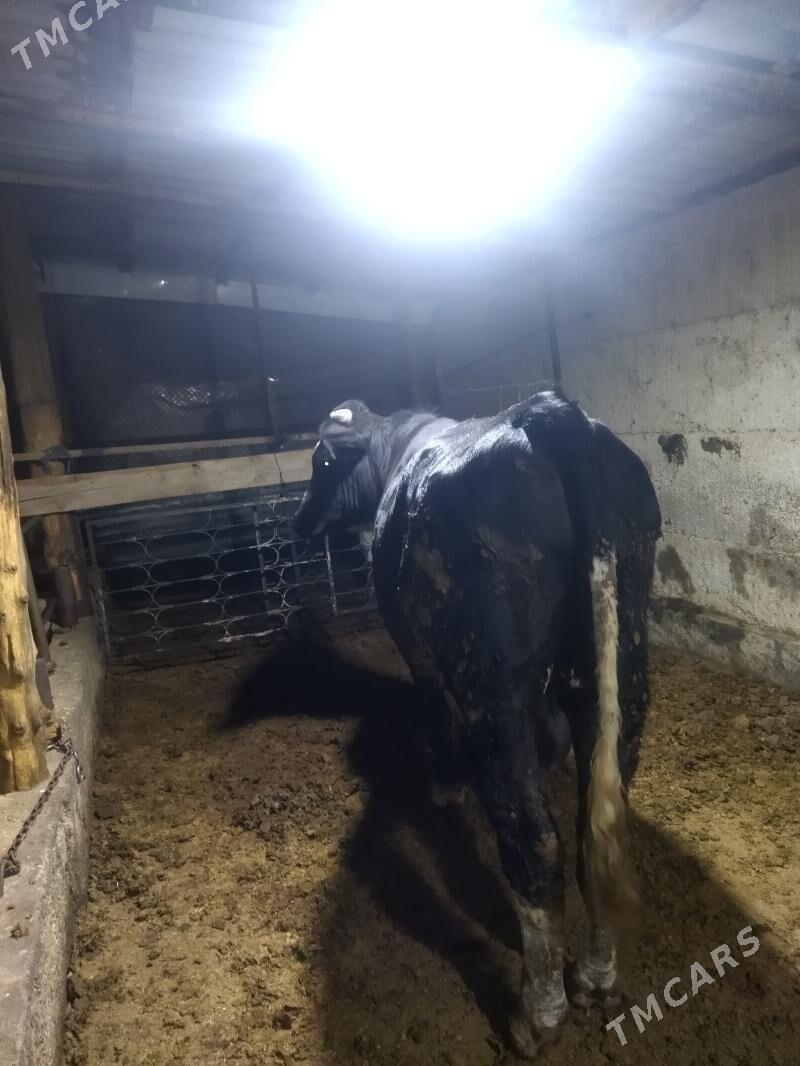 ōkūz - Бузмеин - img 3