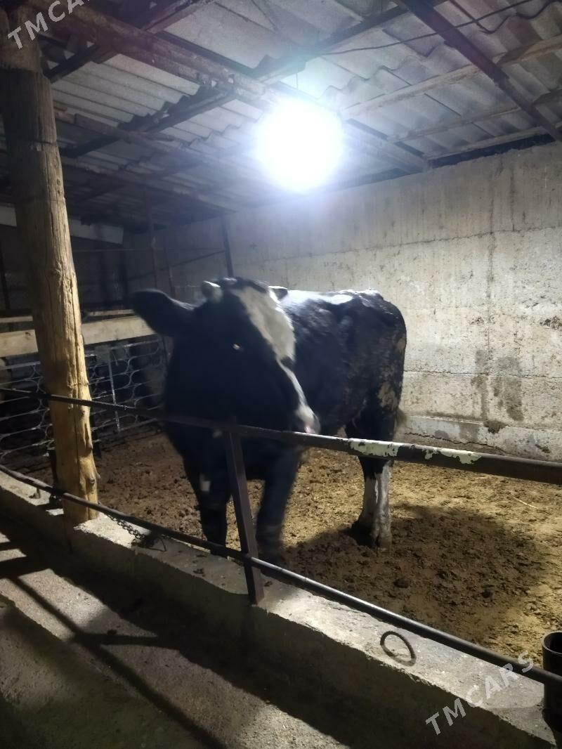 ōkūz - Бузмеин - img 2