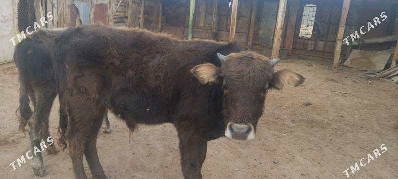 okuzceler - Туркменбаши - img 2