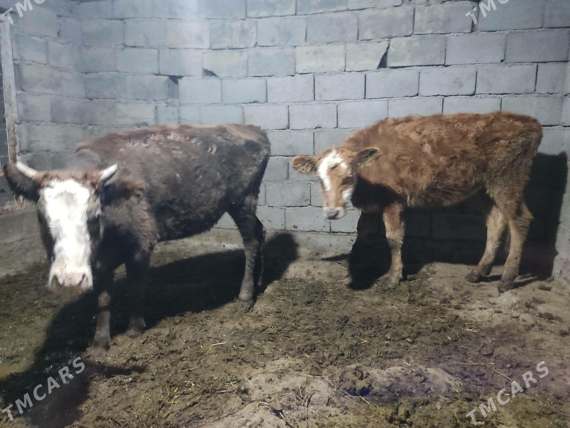 9 sany - Гёкдепе - img 4