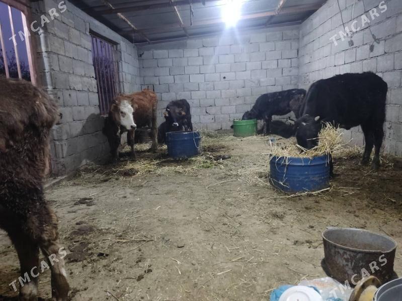 9 sany - Гёкдепе - img 5