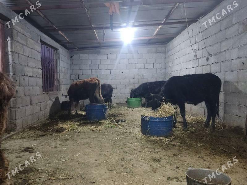 9 sany - Гёкдепе - img 10