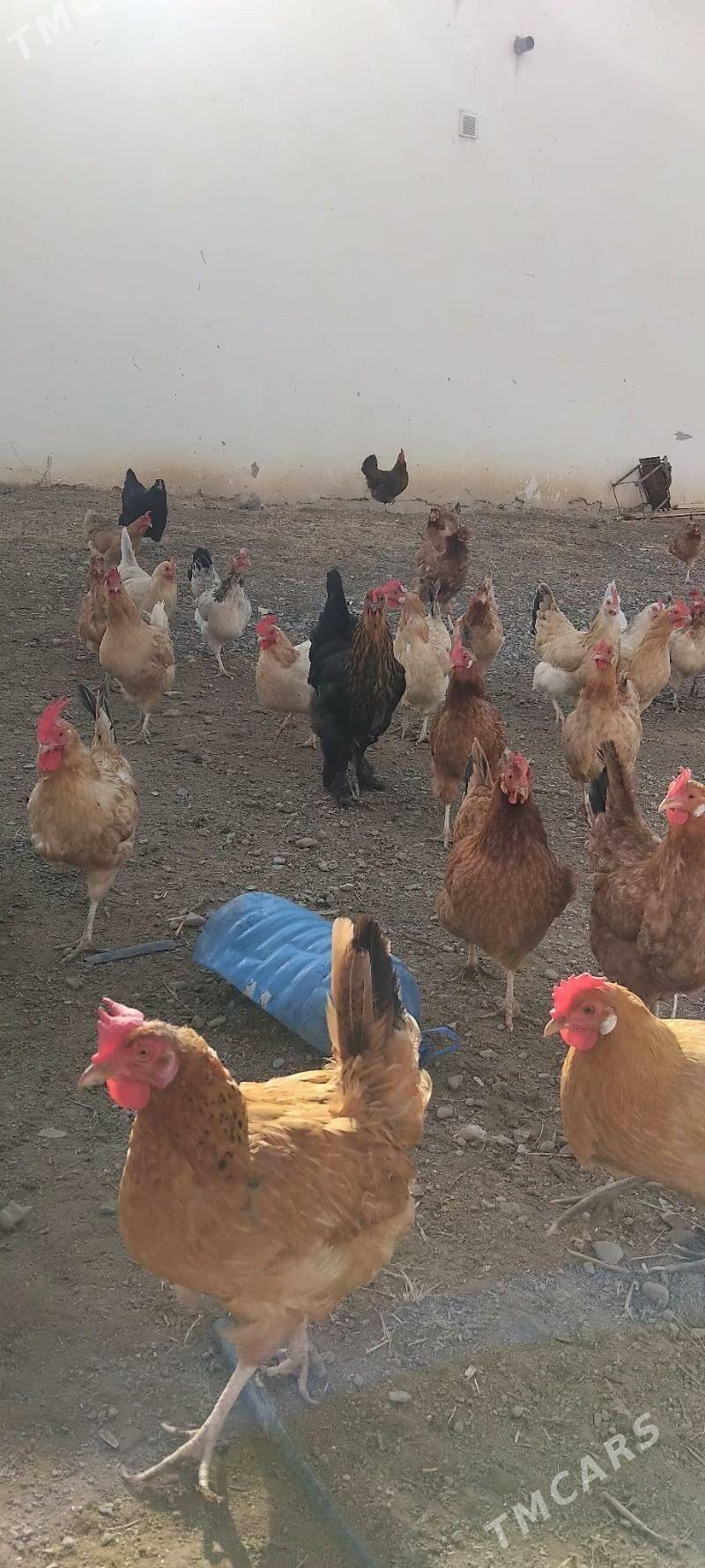 towuk - Gyzylarbat - img 3