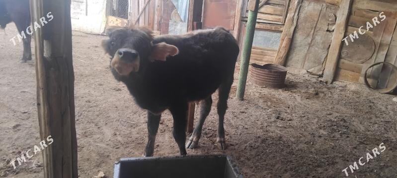 okuzceler - Туркменбаши - img 3