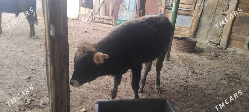 okuzceler - Туркменбаши - img 4