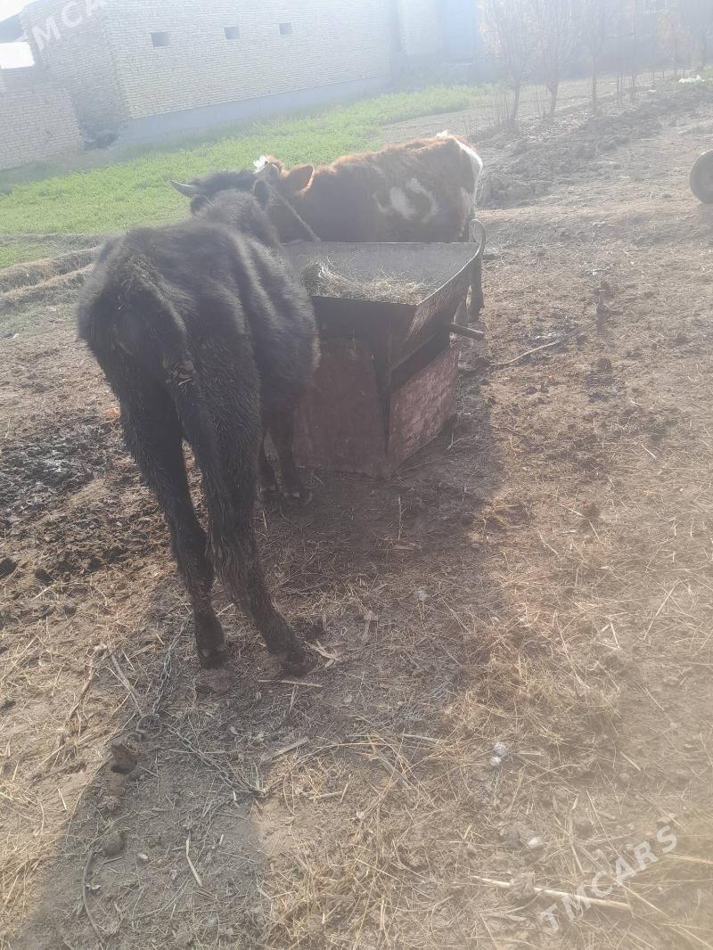 okuz - Чарджоу - img 2