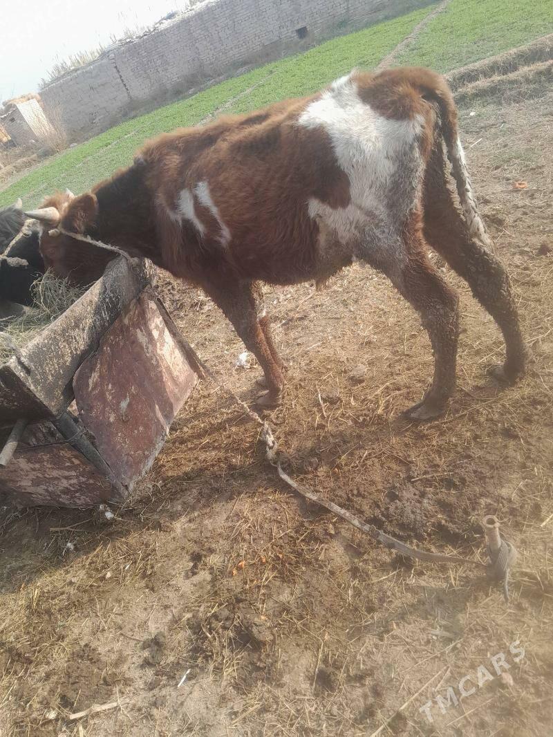 okuz - Чарджоу - img 6