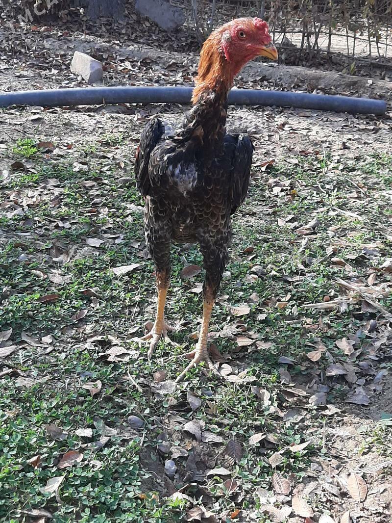 horaz - Seýdi - img 1