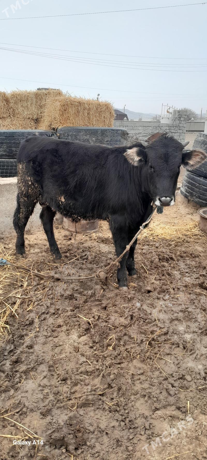 okuz - Гызыларбат - img 1