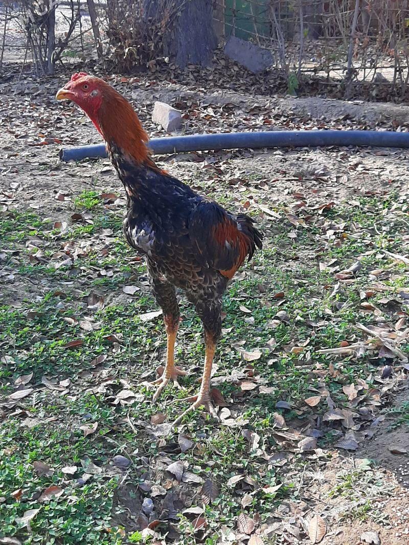 horaz - Seýdi - img 4