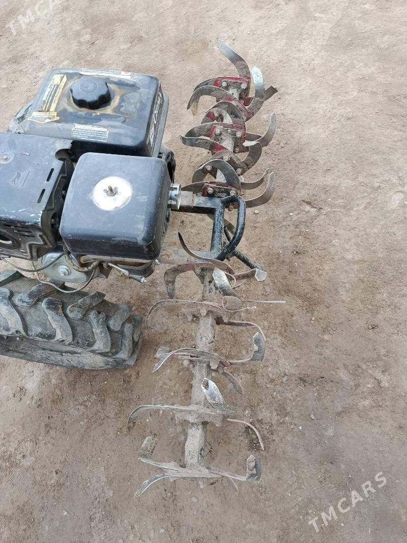 yer suryan - Murgap - img 3