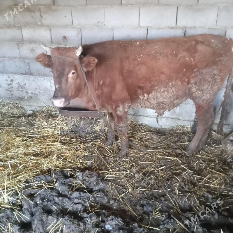 sygyr öküz - Gyzylarbat - img 1