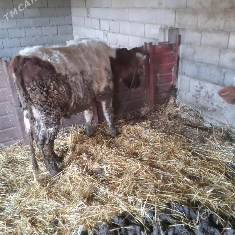 sygyr öküz - Gyzylarbat - img 3