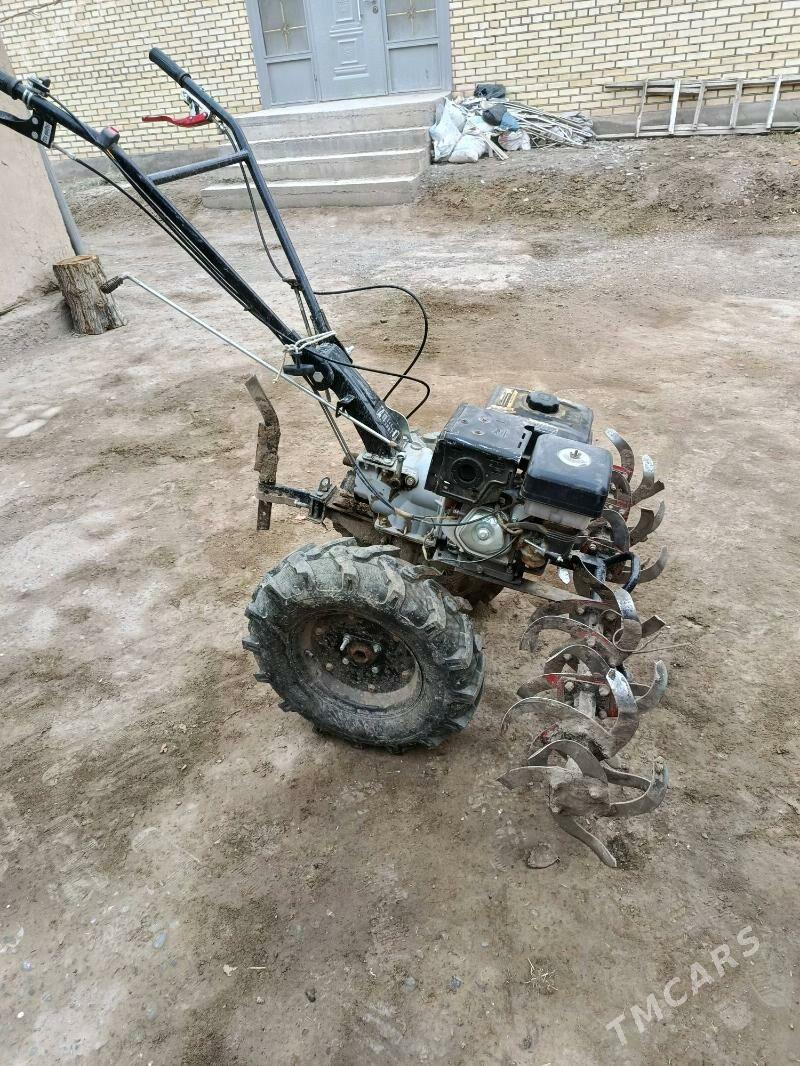 yer suryan - Murgap - img 1