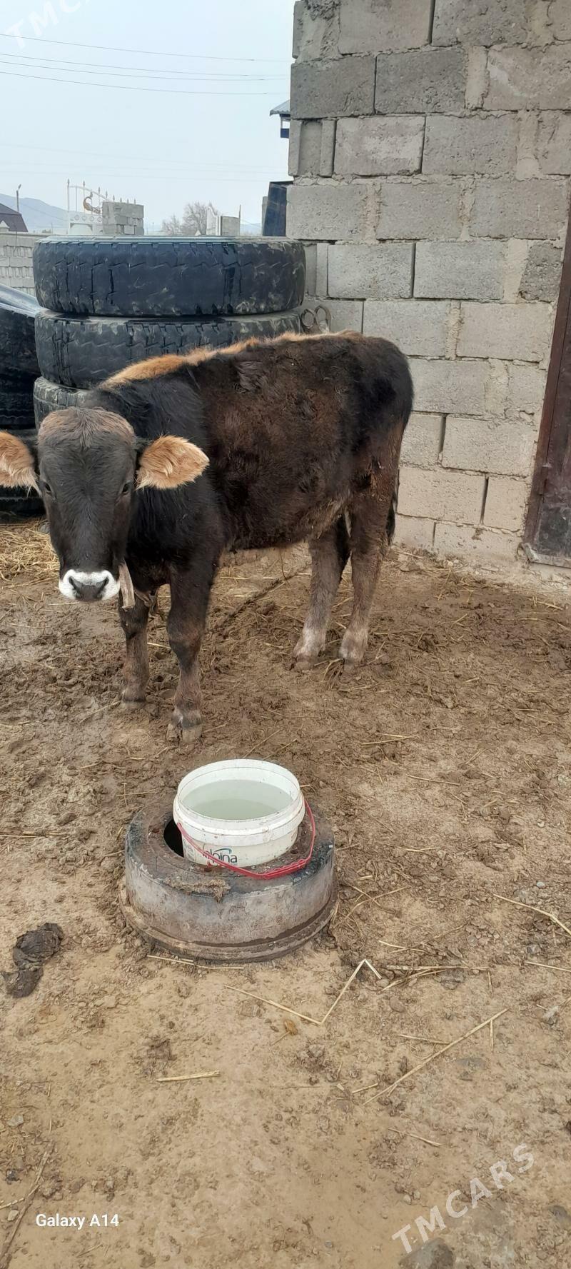 okuz - Гызыларбат - img 3