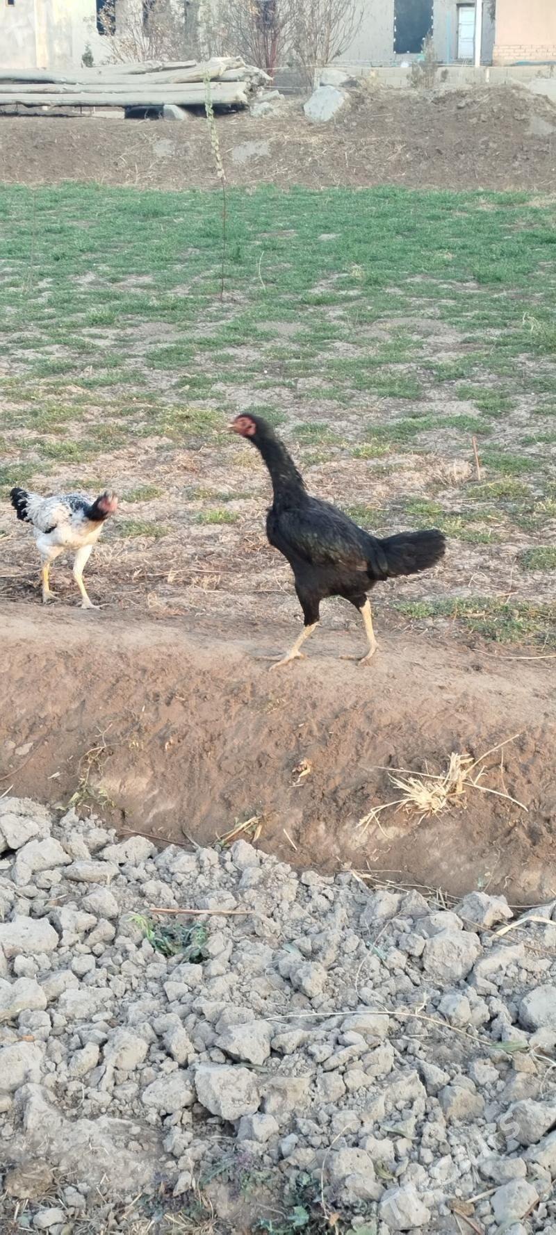 Towuk - Гурбансолтан Едже - img 4