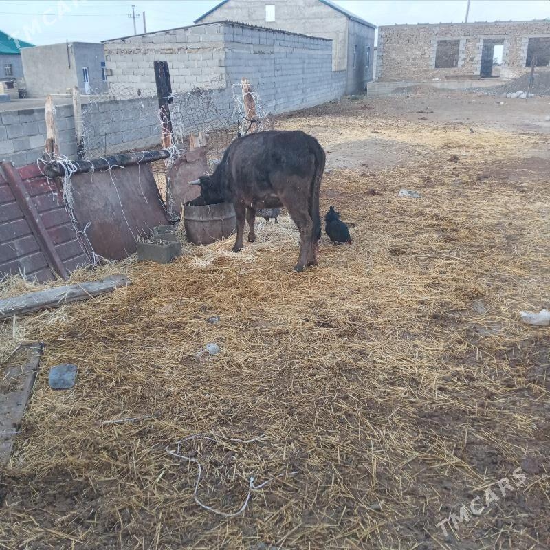 sygyr öküz - Gyzylarbat - img 6