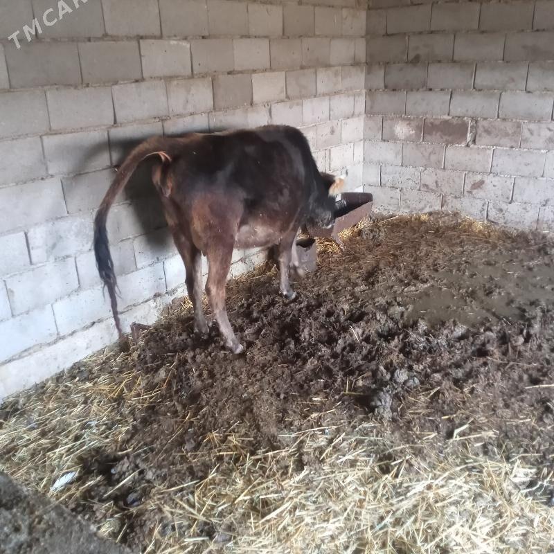 sygyr öküz - Gyzylarbat - img 7