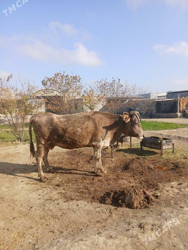 sigir. - Bäherden - img 4