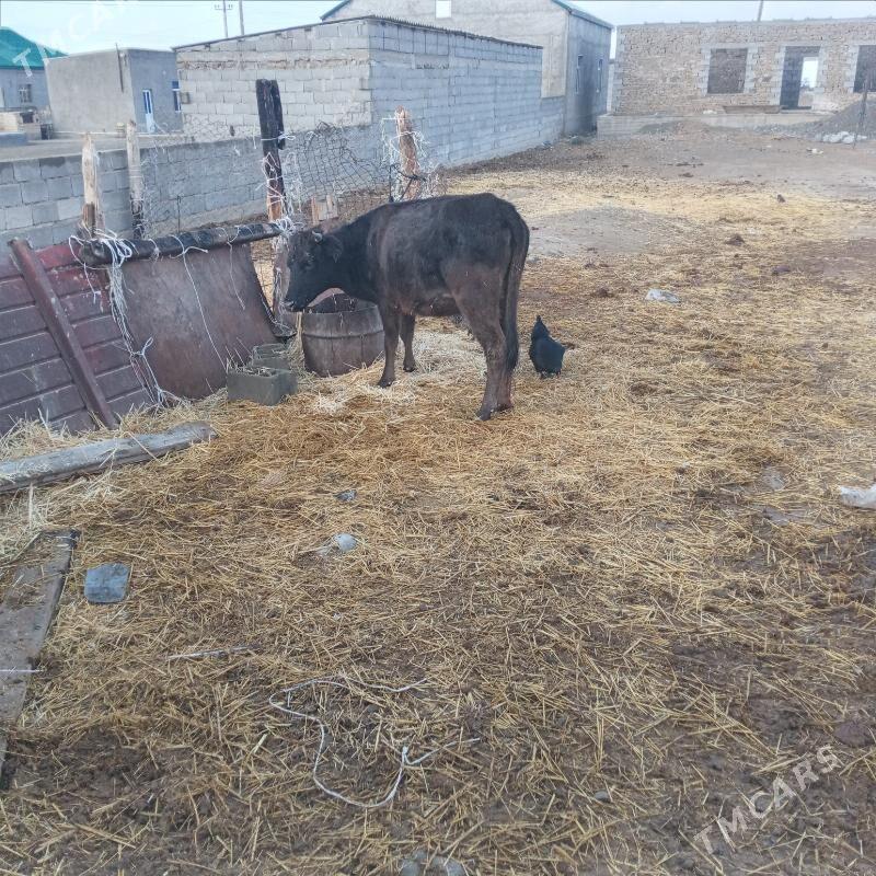 sygyr öküz - Gyzylarbat - img 5