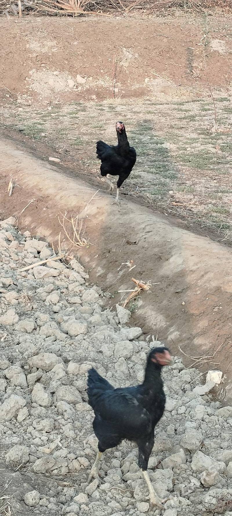 Towuk - Гурбансолтан Едже - img 5