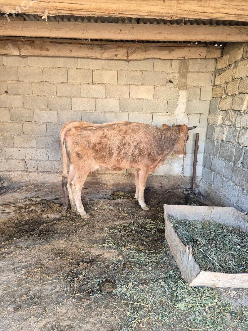 Tüwe - Ашхабад - img 2