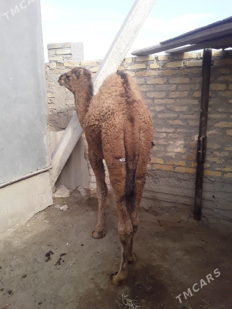 Torym - Gumdag - img 3