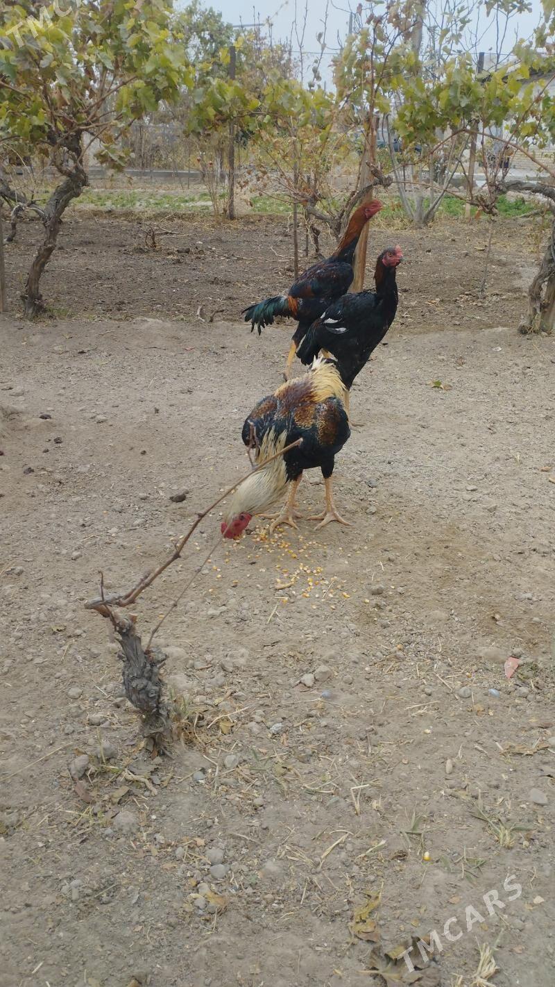 Taskent horoz - Mary - img 1