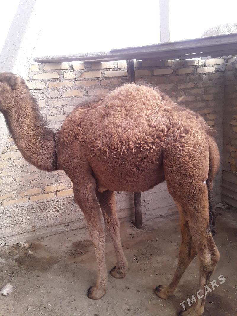 Torym - Gumdag - img 2