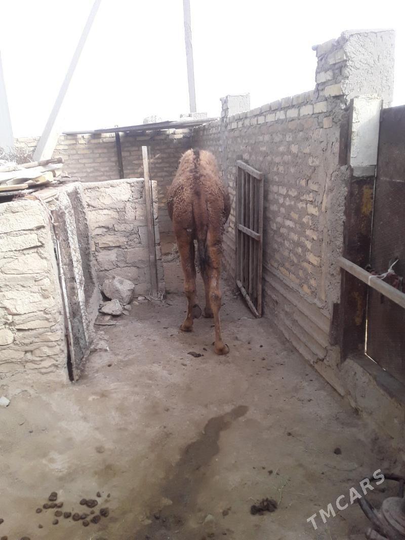 Torym - Gumdag - img 4