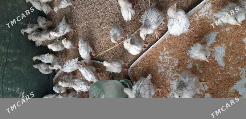 959 dominat - Кипджак - img 3