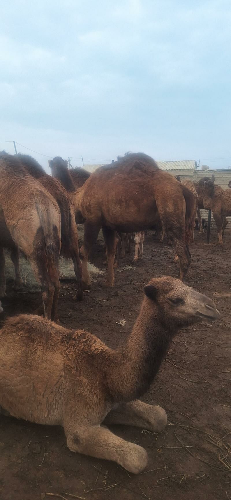 Bakylan Ogsuklar we Duyeler - Esenguly - img 9