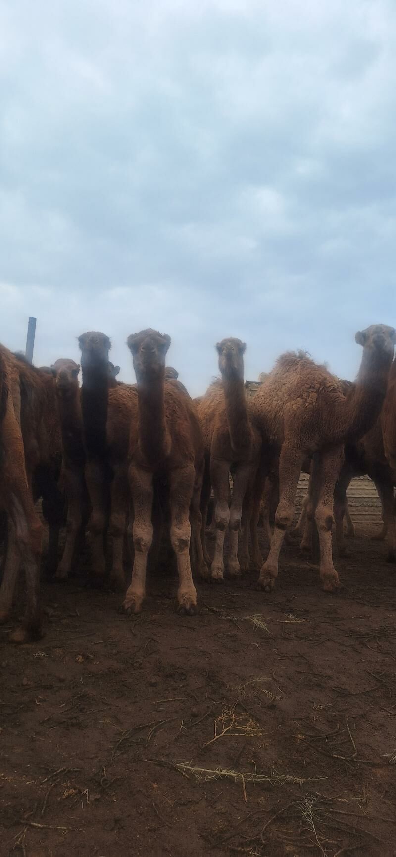 Bakylan Ogsuklar we Duyeler - Esenguly - img 6