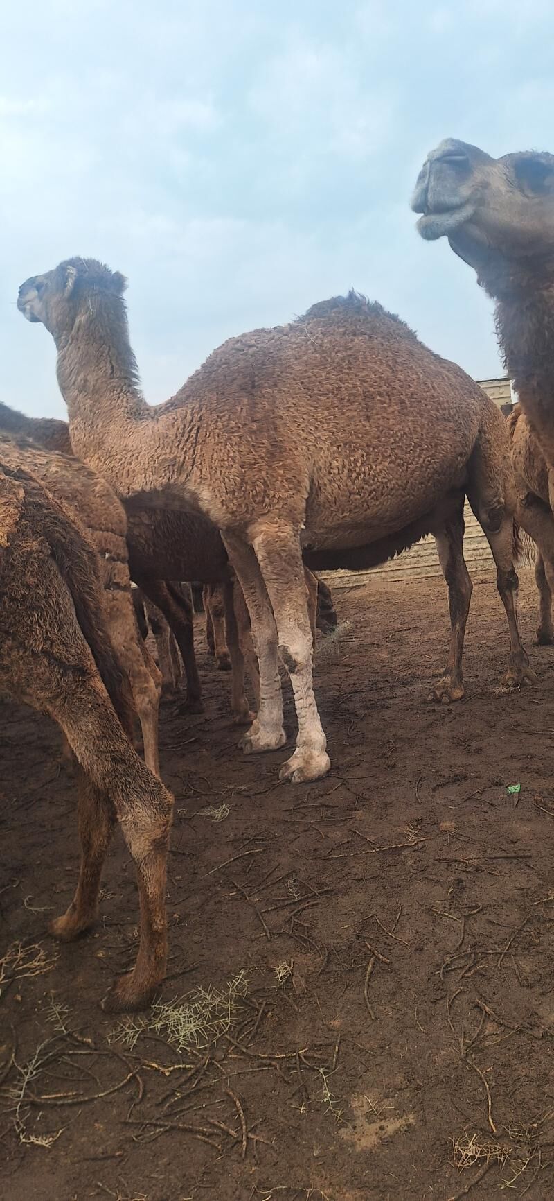 Bakylan Ogsuklar we Duyeler - Esenguly - img 7