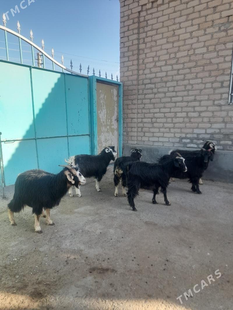 Geçi - Гарадамак Шор - img 2