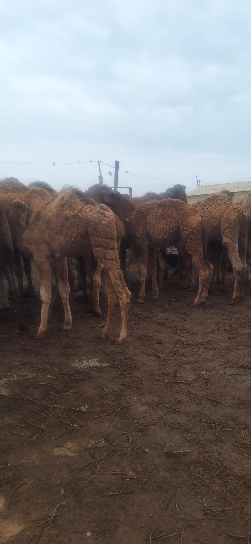 Bakylan Ogsuklar we Duyeler - Esenguly - img 5