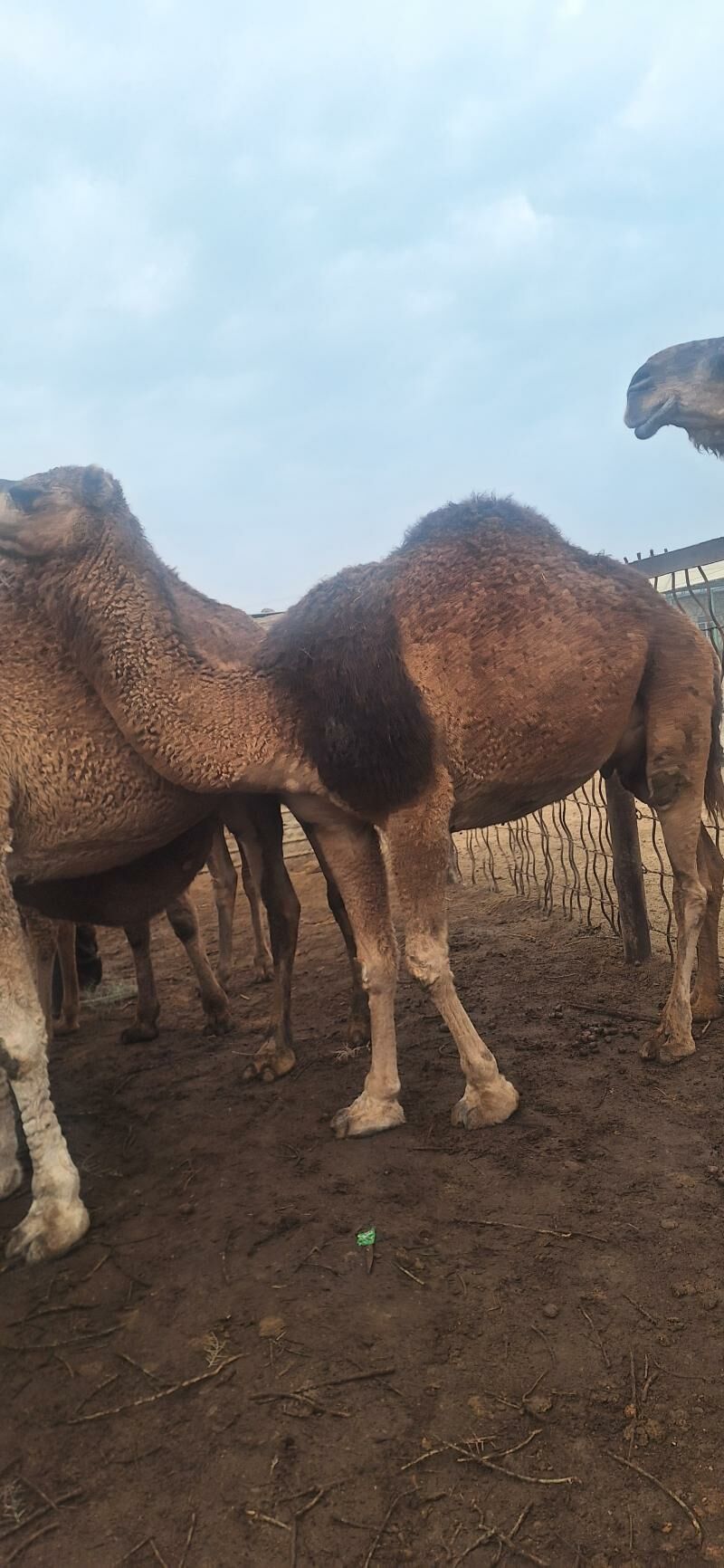 Bakylan Ogsuklar we Duyeler - Esenguly - img 8