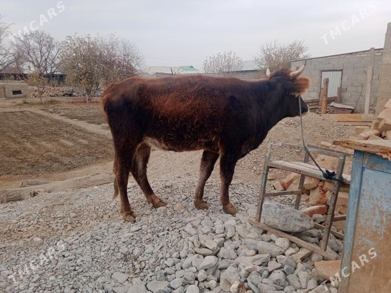 tuwe okuz - Бахарден - img 3