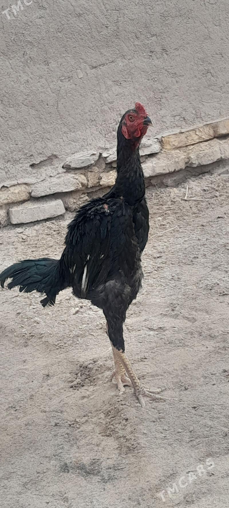 bayes horaz - Akdepe - img 4