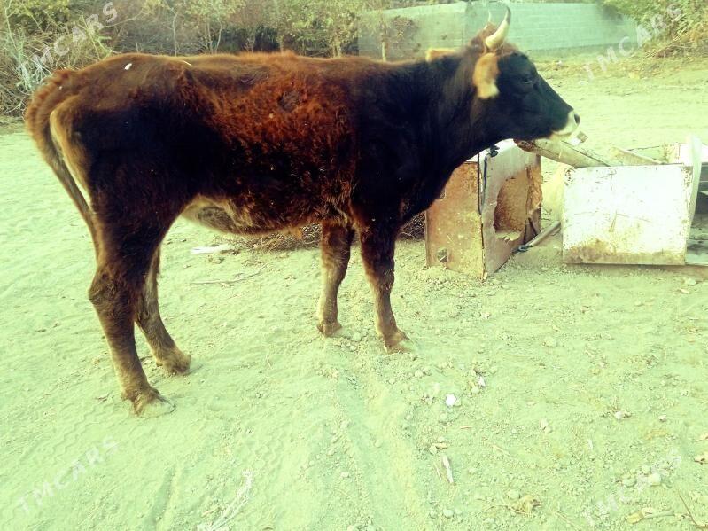 tuwe okuz - Бахарден - img 1