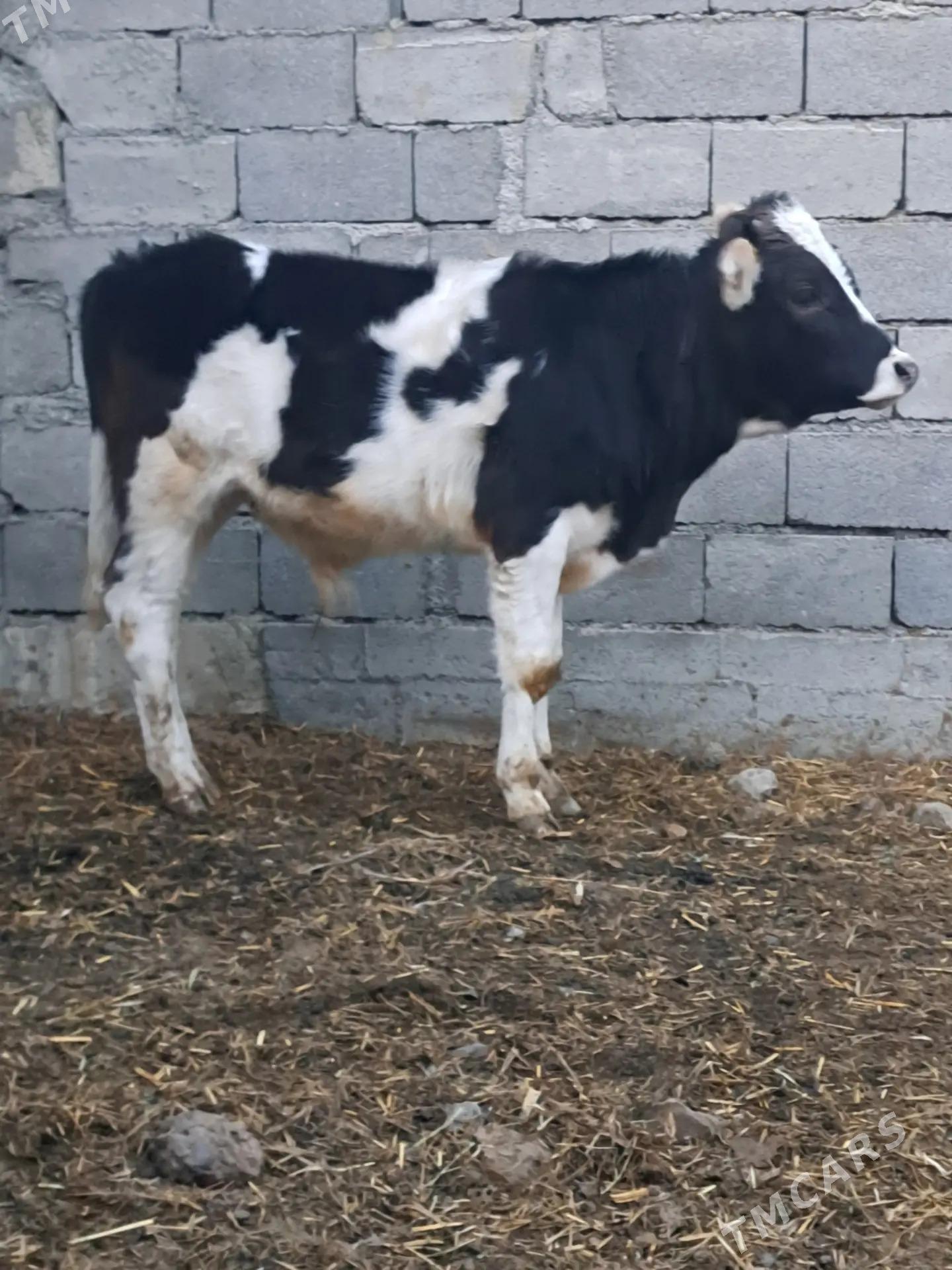 tuwe okuz - Бахарден - img 7