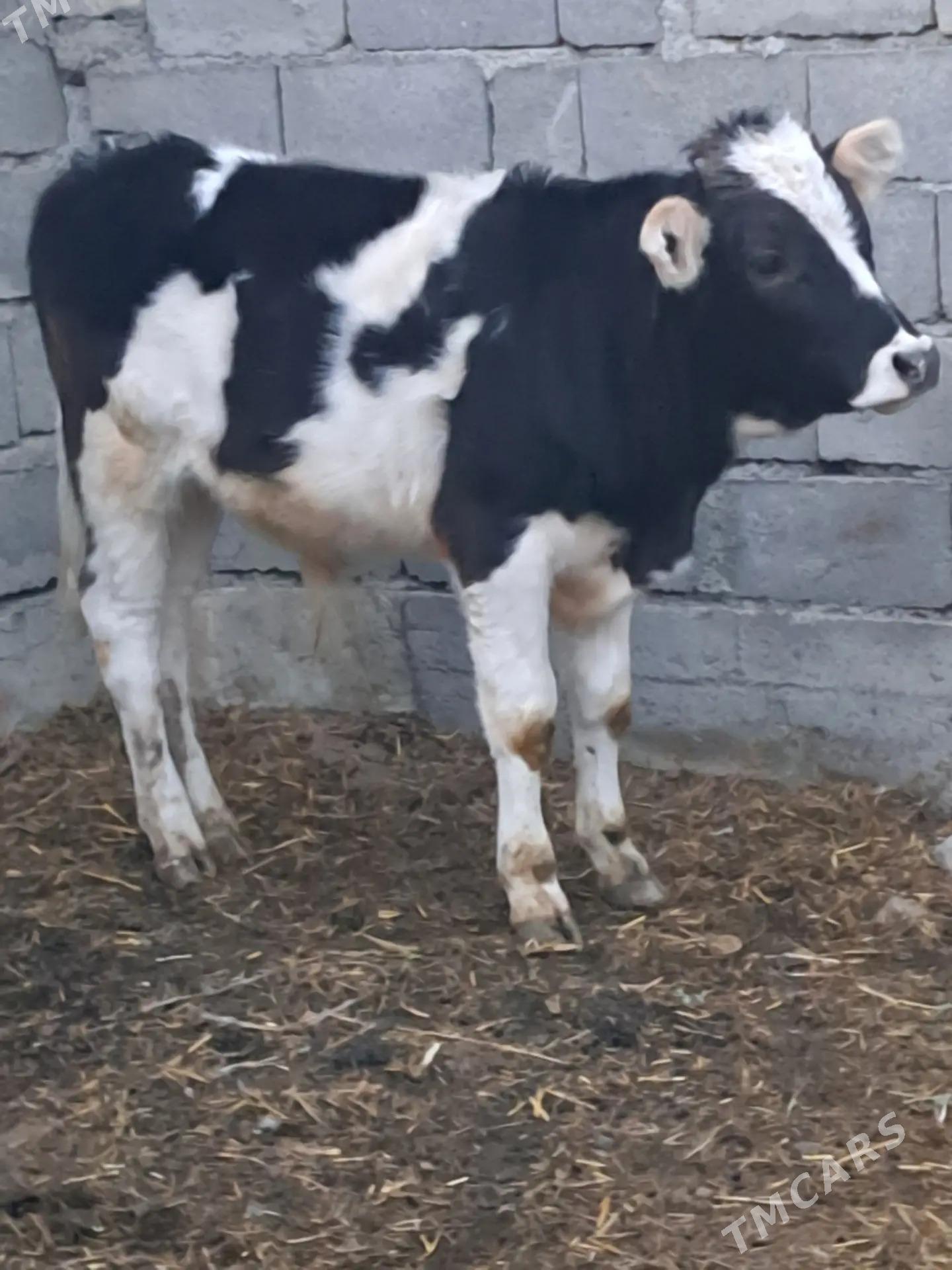 tuwe okuz - Бахарден - img 8