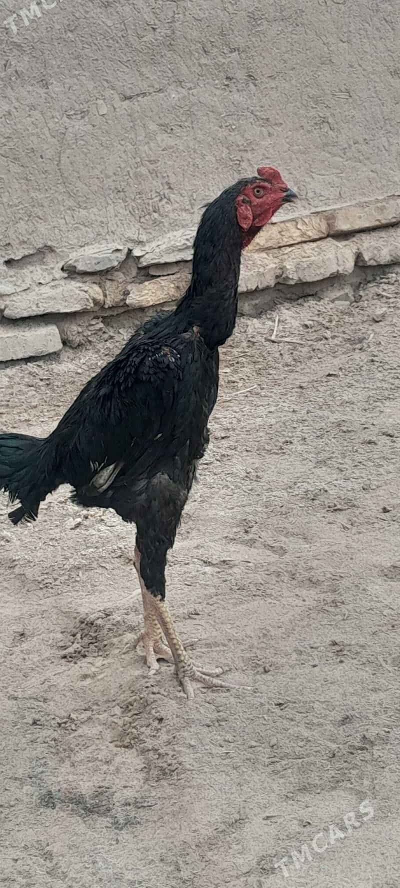 bayes horaz - Akdepe - img 3