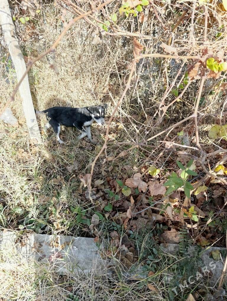 Щенок - Мары - img 6