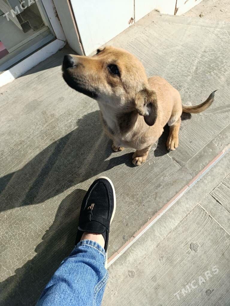 Щенок - Мары - img 3