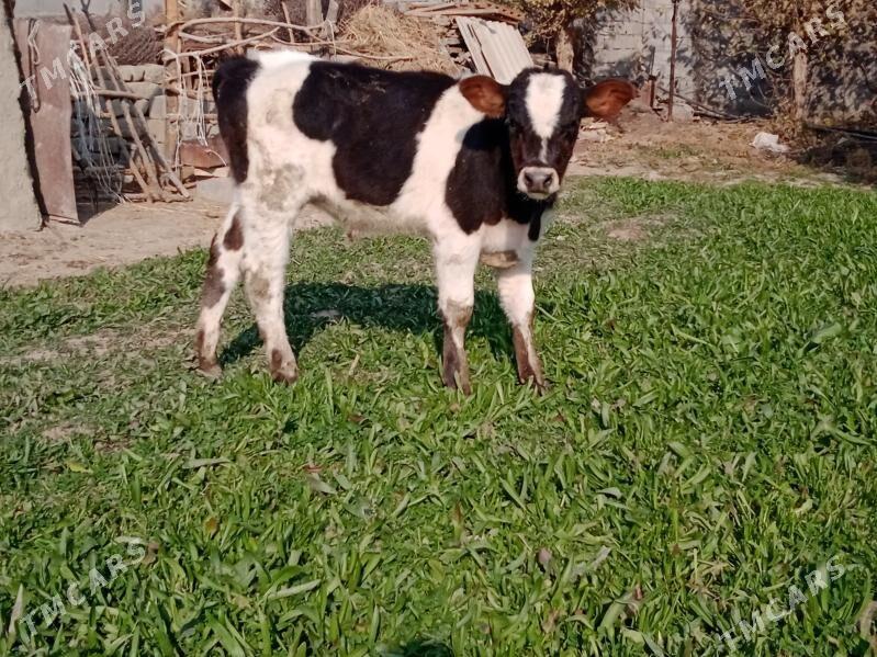 tuwe okuz - Бахарден - img 6