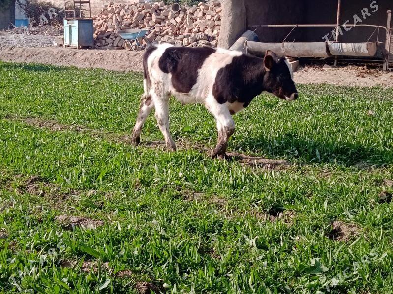 tuwe okuz - Бахарден - img 5