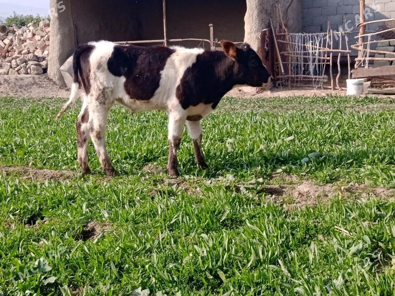 tuwe okuz - Бахарден - img 4